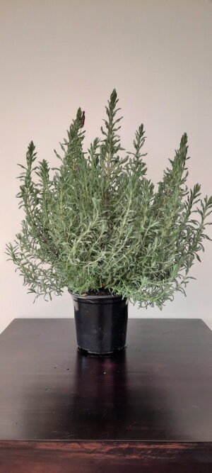 Lavendula Stoechas 15cm pot