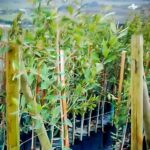 Syzigium Guineense 10lt (Water Pear)