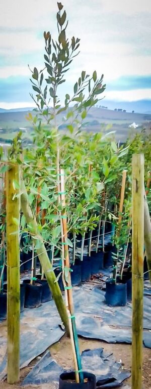 Syzigium Guineense 10lt (Water Pear)