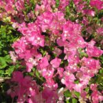 Arnelia Bougainvillea Thai Delight 22cm Pot