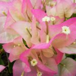 Arnelia Bougainvillea Thai Delight 22cm Pot