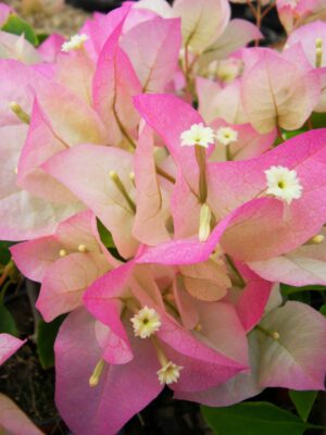 Arnelia Bougainvillea Thai Delight 32cm Pot