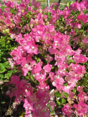 Arnelia Bougainvillea Thai Delight 22cm Pot
