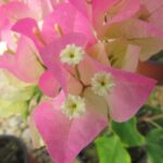 Arnelia Bougainvillea Thai Delight 22cm Pot