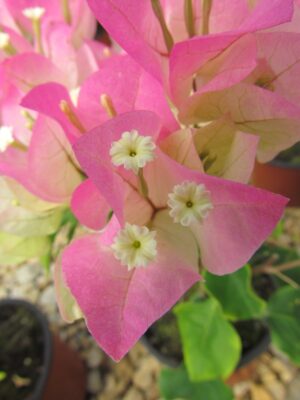 Arnelia Bougainvillea Thai Delight 22cm Pot