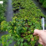 Ficus Repens/Pumila 15cm Pot (Tickey Creeper)