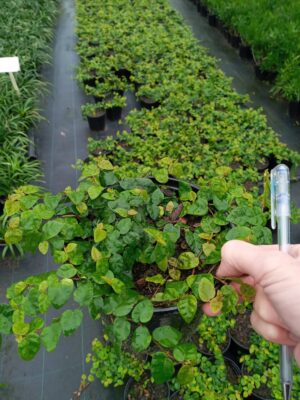 Ficus Pumila (Tickey Creeper) 20cm Hanging Basket