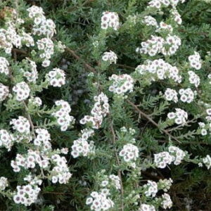 Eriocephalus Africanus (Wild Rosemary) 17cm