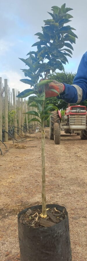 Washington Navel Orange Tree 20lt