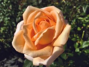 Alan-Tew.webp Alan Tew Hybrid Tea Rose 5lt