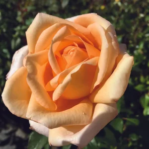 Alan Tew Hybrid Tea Rose 5lt