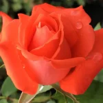 Allanson Hybrid Tea Rose 5lt