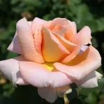 Ann Wrighton Hybrid Tea Rose 5lt