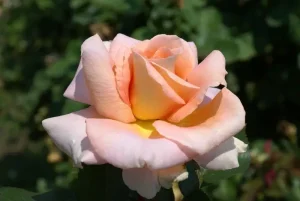 Ann Wrighton Hybrid Tea Rose 5lt