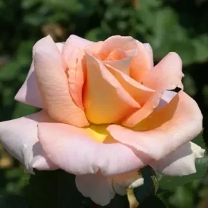 Ann Wrighton Hybrid Tea Rose 5lt