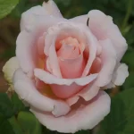 Anne Colle Hybrid Tea Rose 5lt