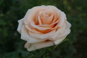 Anne-Lorentz.webp Anne Lorentz Hybrid Tea Rose 5lt