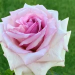 Antique Affair Hybrid Tea Rose 5lt