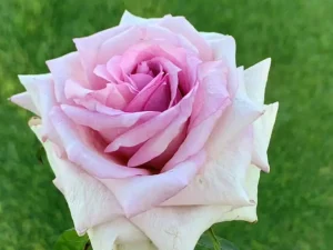 Antique Affair Hybrid Tea Rose 5lt