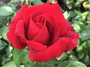 Antoinette-Louise.webp Antoinette Louise Hybrid Tea Rose 5lt