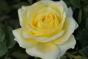 Arlene.webp Arlene Hybrid Tea Rose 5lt