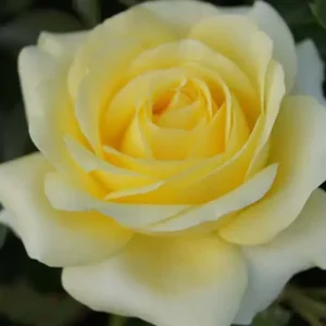 Arlene Hybrid Tea Rose 5lt