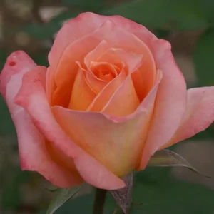 Beach Girl Hybrid Tea Rose 5lt