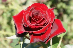 Black-Magic.webp Black Magic Hybrid Tea Rose 5lt