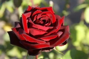 Black Pearl Hybrid Tea Rose 5lt
