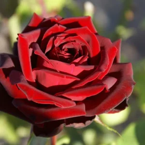 Black Pearl Hybrid Tea Rose 5lt