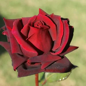 Blackberry Hybrid Tea Rose 5lt