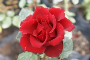 Bles Bridges Hybrid Tea Rose 5lt