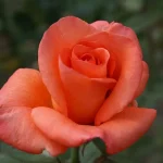 Bloemfontein Hybrid Tea Rose 5lt