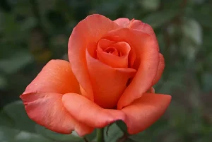 Bloemfontein.webp Bloemfontein Hybrid Tea Rose 5lt