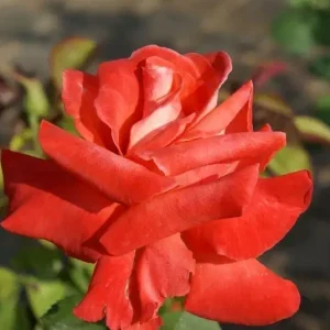 Bushveld Dawn Hybrid Tea Rose 5lt