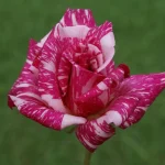 Candy Stripe Hybrid Tea Rose 5lt