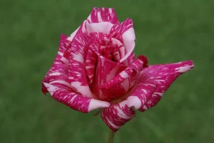 Candy Stripe Hybrid Tea Rose 5lt