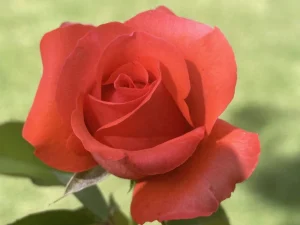 Carike Keuzenkamp KANegem Hybrid Tea Rose 5lt