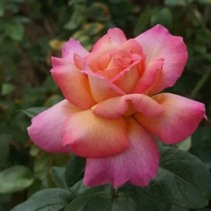 Chicago Peace Hybrid Tea Rose 5lt