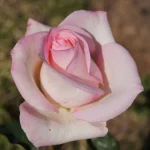 Christa Steyn Hybrid Tea Rose 5lt