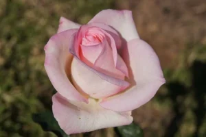 Christa Steyn Hybrid Tea Rose 5lt