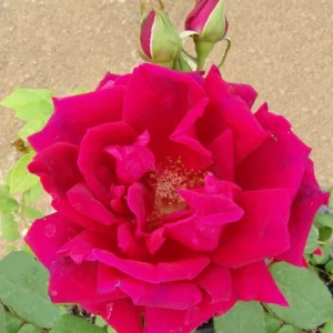 Crimson Glory Hybrid Tea Rose 5lt