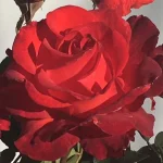 Curro Hybrid Tea Rose 5lt