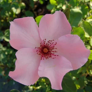Dainty Bess Hybrid Tea Rose 5lt