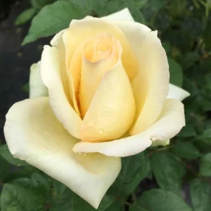 Elegant-Beauty.webp Elegant Beauty Hybrid Tea Rose 5lt