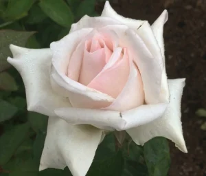 Elize Cawood Hybrid Tea Rose 5lt
