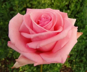 Esther Geldenhuys Hybrid Tea Rose 5lt