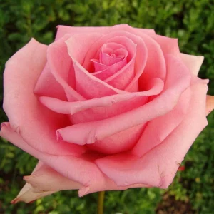 Esther Geldenhuys Hybrid Tea Rose 5lt