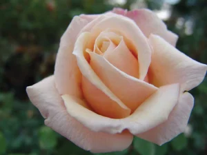 Fay’s Folly Hybrid Tea Rose 5lt