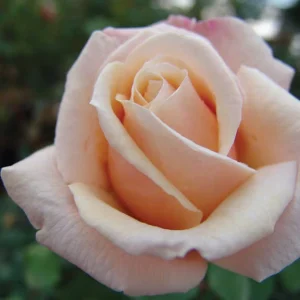 Fays-Folly.webp Fay’s Folly Hybrid Tea Rose 5lt